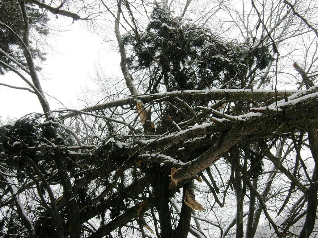 Nel bosco, una inutile strage.